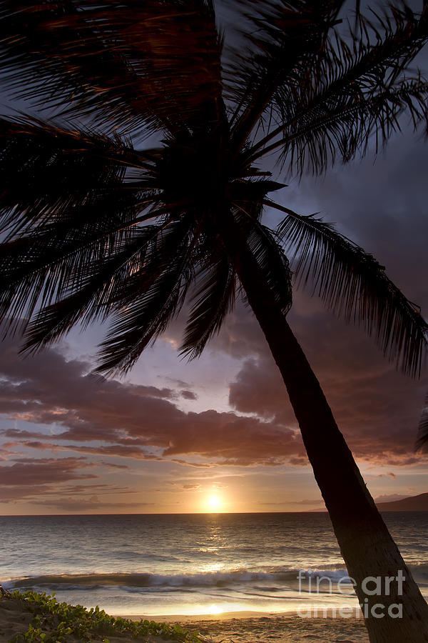Palm Tree Sunset Maui Hawaii Photograph by Dustin K Ryan