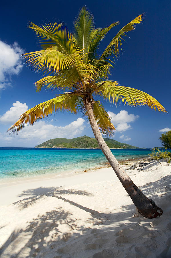 Palm Tree Photograph by Susan Degginger - Fine Art America