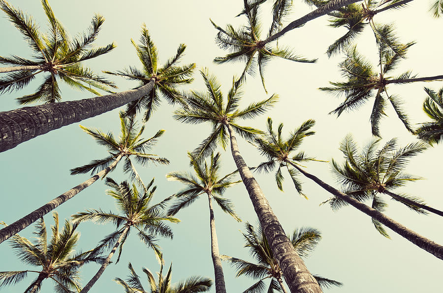 Summer Photograph - Palm Tree Sway by Bree Madden 