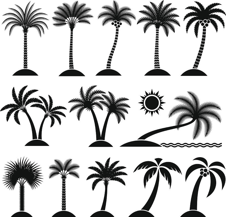 Palm Tree Tropical vector icon set Drawing by Bubaone