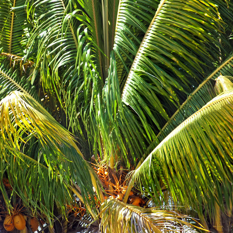 Palm Tree Upclose on Eleuthera Photograph by Duane McCullough