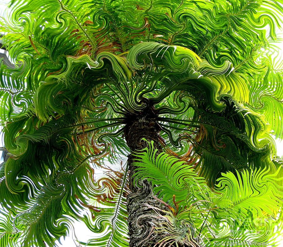 Palm Tree with Curlicue Effect Photograph by Rose Santuci-Sofranko