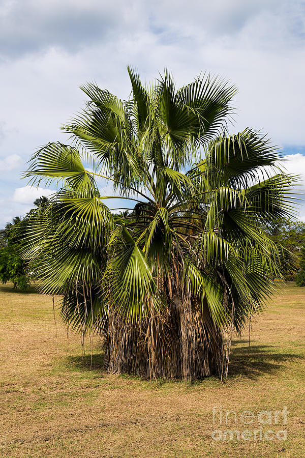 Palm Tree With Skirt - Washingtonia Robusta  Photograph by Les Palenik