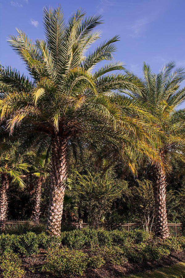 Tree Photograph - Palm tree by Zina Stromberg