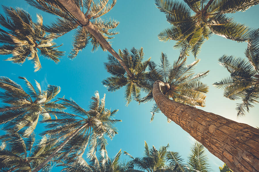 Palm trees against blue sky, Palm trees at tropical beach vintage coconut tree, summer tree. Tropical background concept. Photograph by Levente Bodo