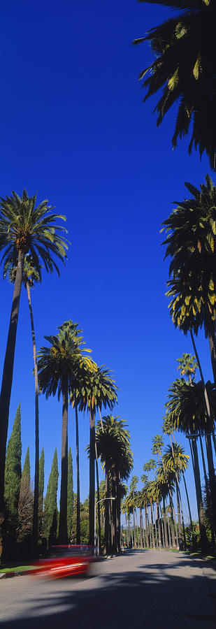 Palm Trees Along A Road, Beverly Hills Photograph by Panoramic Images