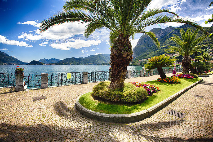 Flower Photograph - Palm Trees Along Lake Como by George Oze