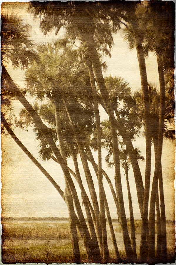 Palm Trees Along The River Photograph by Skip Nall
