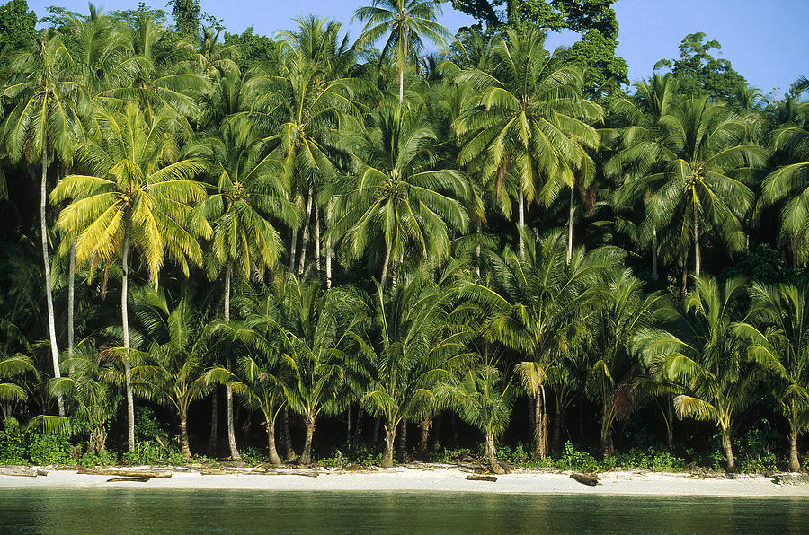 Palm Trees Along White Sand Beach Irian Photograph by Konrad Wothe