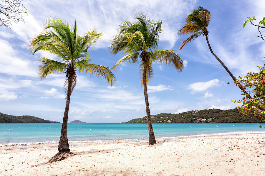 Palm Trees And Beach Photograph by Grandriver - Fine Art America