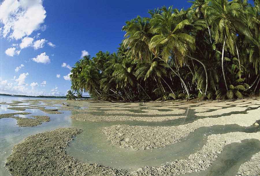 Palm Trees And Beach Palmyra Atoll Photograph by Tui De Roy