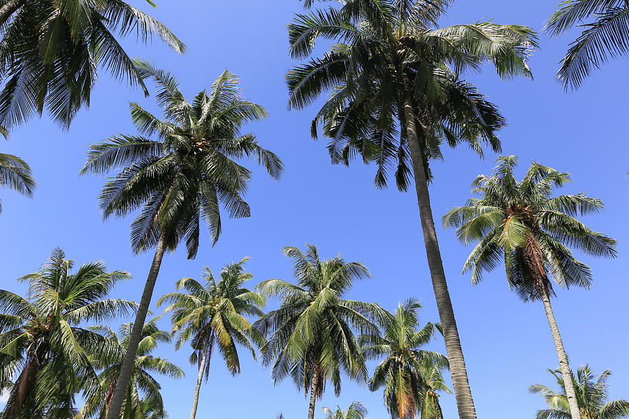 Palm Trees And Blue Sky Photograph by @ Didier Marti