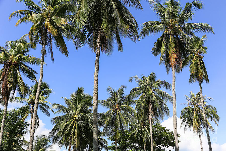 Palm trees and blue sky Photograph by Didier Marti - Fine Art America