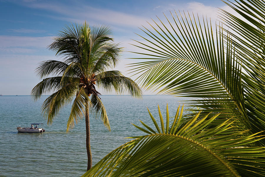 Palm Trees And Boat On North Channel Of Photograph by Richard Ianson