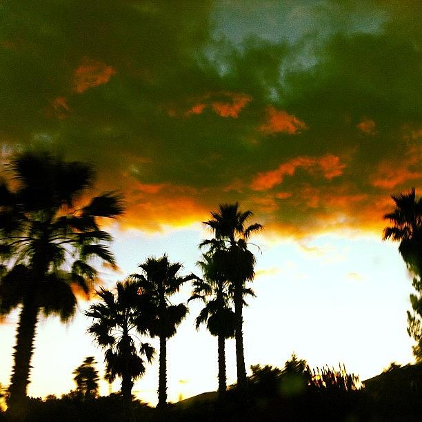 Sunset Photograph - Palm trees and clouds by Krisyphotography Gash
