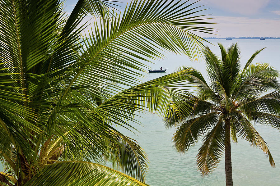 Palm Trees And Fisherman In Boat On Photograph by Richard Ianson
