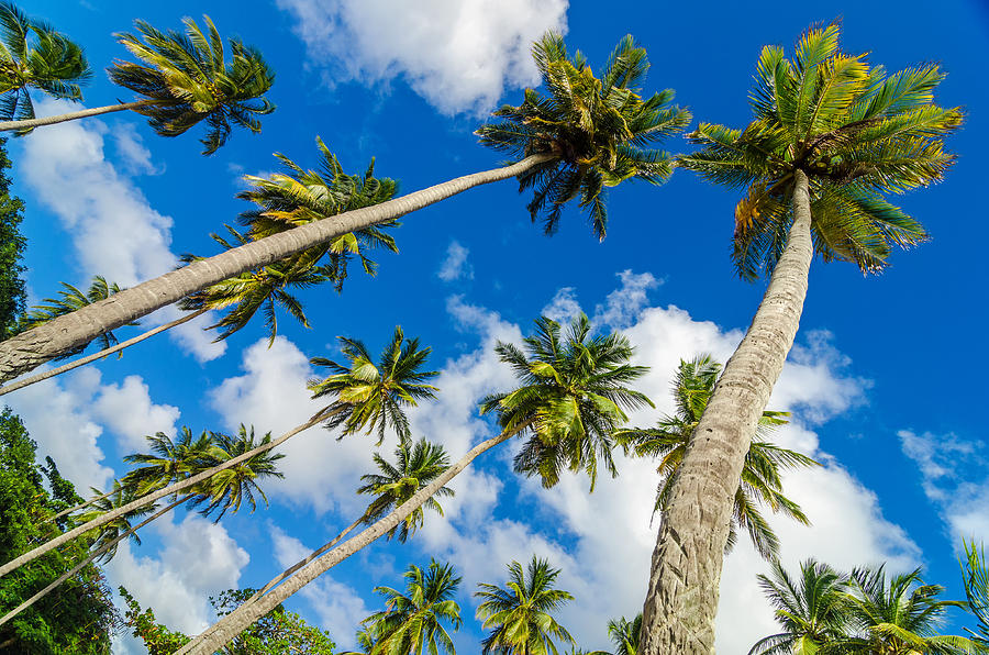 Palm Trees and Sky Photograph by Jess Kraft - Fine Art America