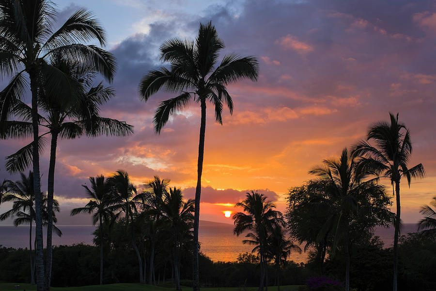 Palm Trees And Sunset On Maui Photograph by Alvis Upitis