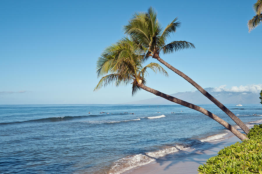 Palm trees and the ocean beach Photograph by Marek Poplawski