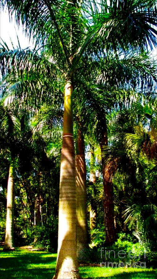 Palm Trees Photograph by Anita Lewis