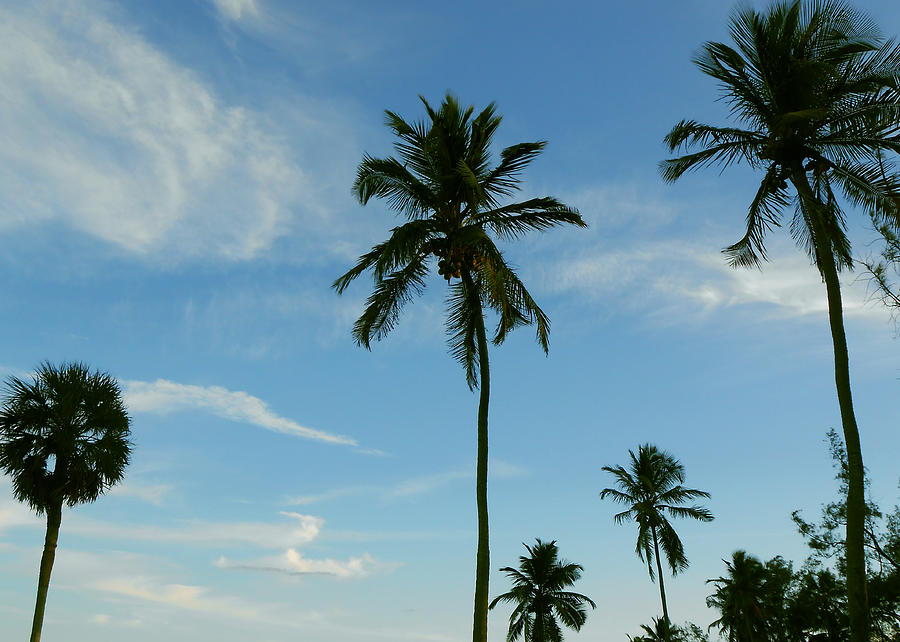 Palm Trees Photograph - Palm Trees at 4pm by Cristina DeCisneros