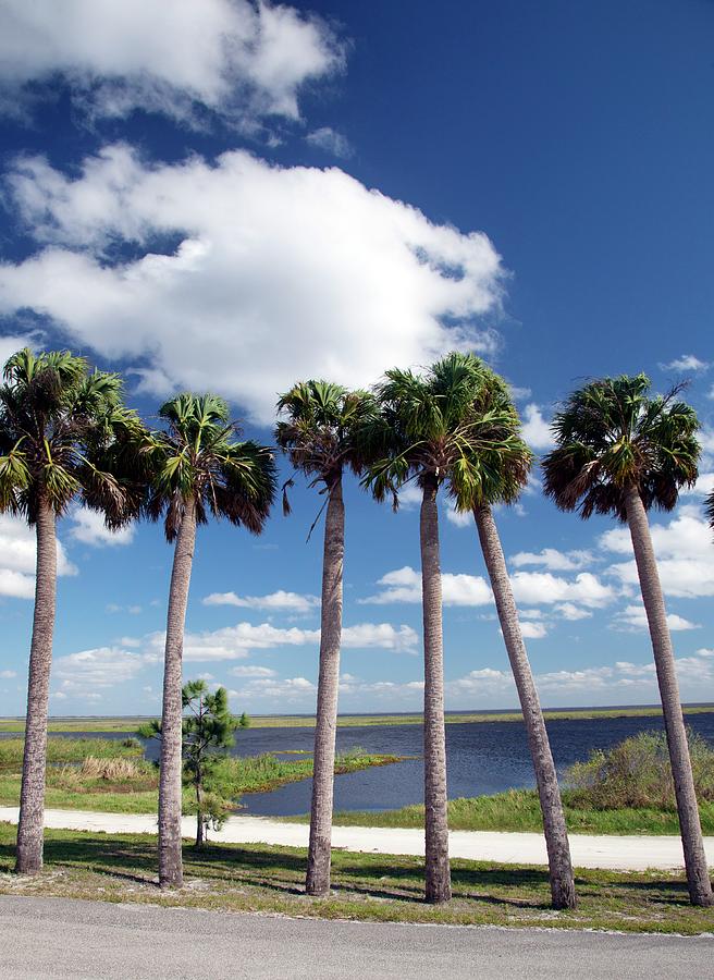 Palm Trees At Lake Okeechobee Photograph by Science Photo Library Palm Trees At Lake Okeechobee Photograph by Science Photo Library