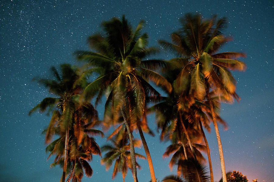 Palm Trees At Night, Cook Islands Photograph by Thomas Pickard