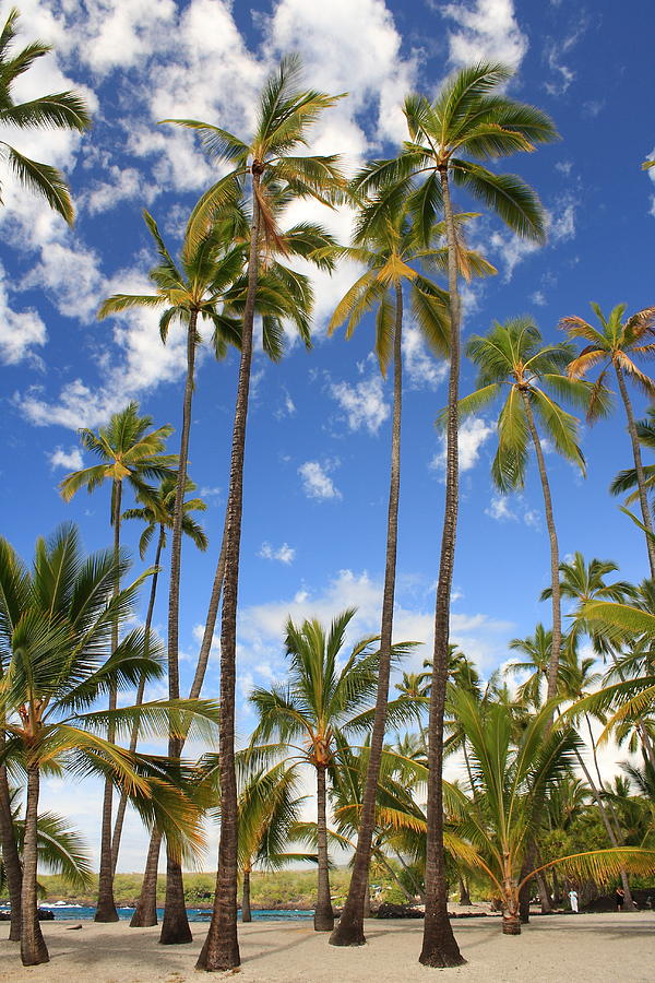 Palm Trees at Puuhonua o Honaunau NHP Photograph by Scott Rackers