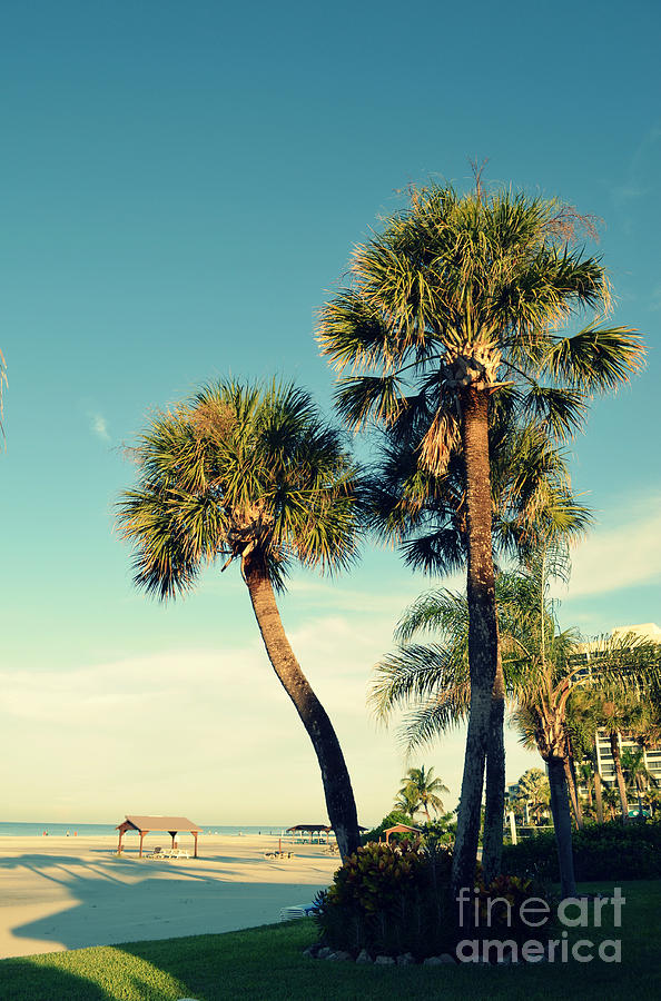 Palm Trees at Sarasota Photograph by Patricia Awapara