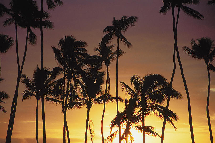 Palm trees at sunset Photograph by Comstock