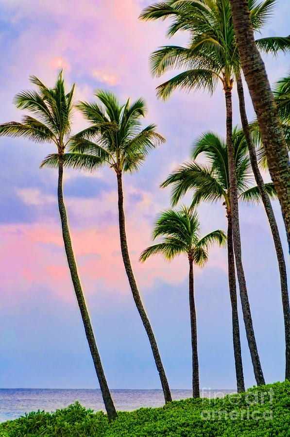 Palm trees at sunset Photograph by Don Landwehrle
