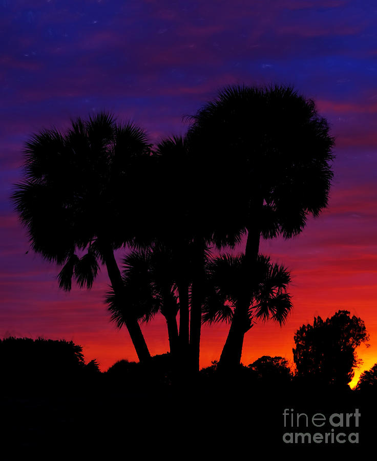 Palm Trees at sunset Photograph by Les Palenik