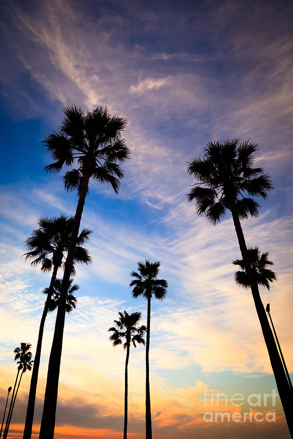 Newport Beach Photograph - Palm Trees at Sunset Photo by Paul Velgos