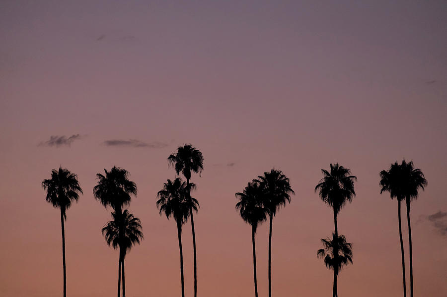 Palm Trees At Sunset Photograph by Steve Lewis Stock