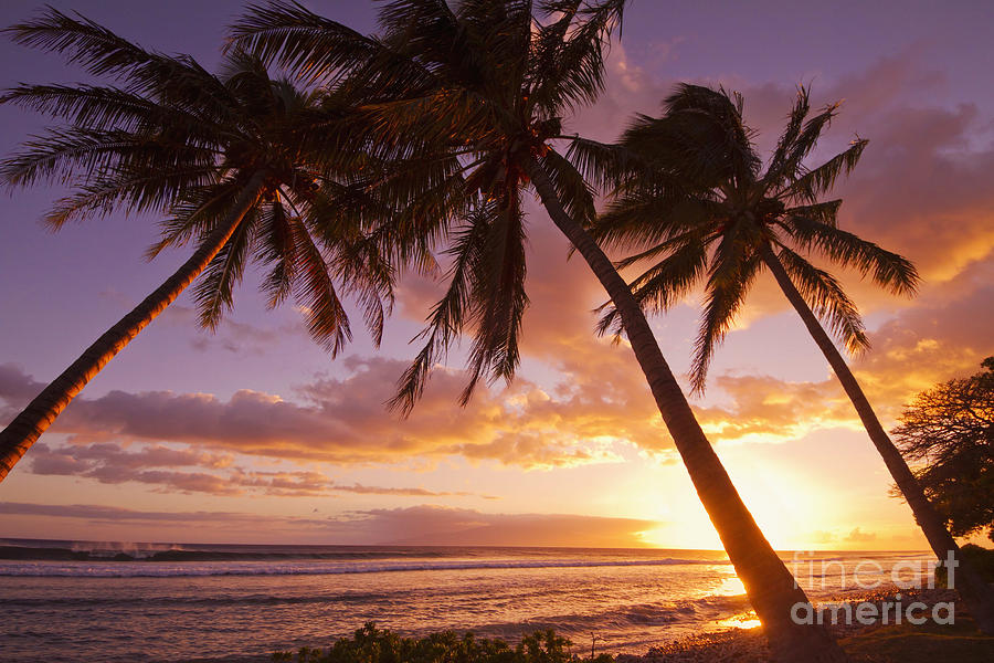 Palm trees at sunset_ Olowalu, Maui, Hawaii, United States of America Photograph by Ron Dahlquist