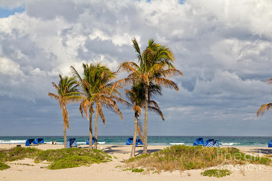 Palm trees at the beach Photograph by Les Palenik