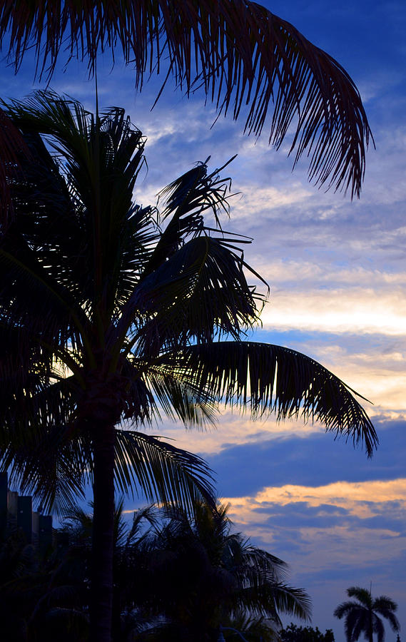 Sunset Photograph - Palm Trees at the Beach by Patricia Awapara