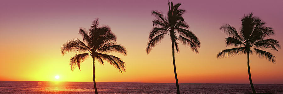 Palm Trees At The Coast At Sunset Photograph by Panoramic Images
