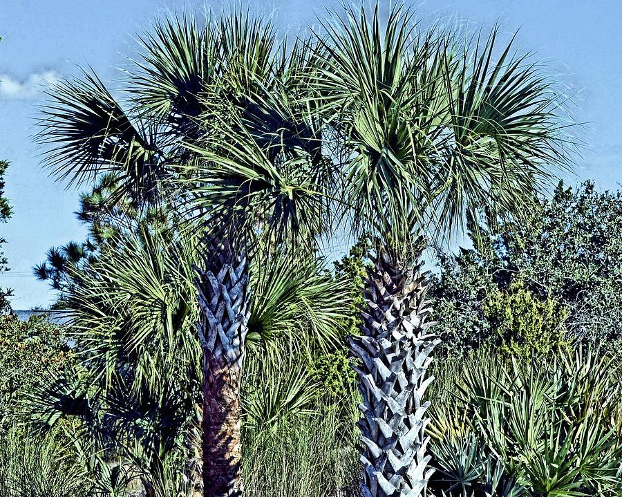 Palm Trees Photograph by Bill Hosford