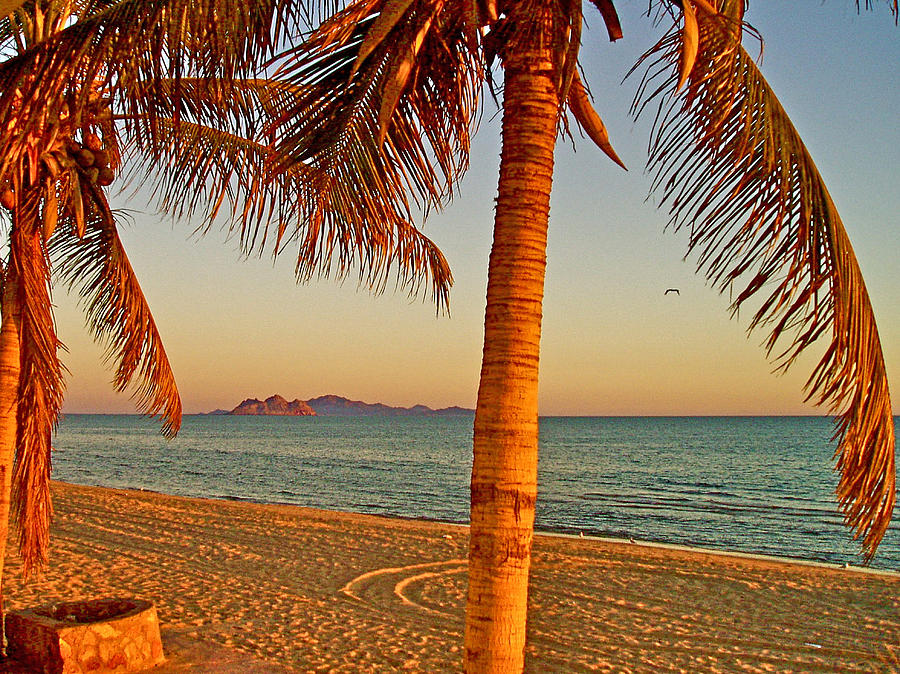 Palm Trees by a Restaurant on the Beach in Bahia Kino-Sonora-Mexico Photograph by Ruth Hager