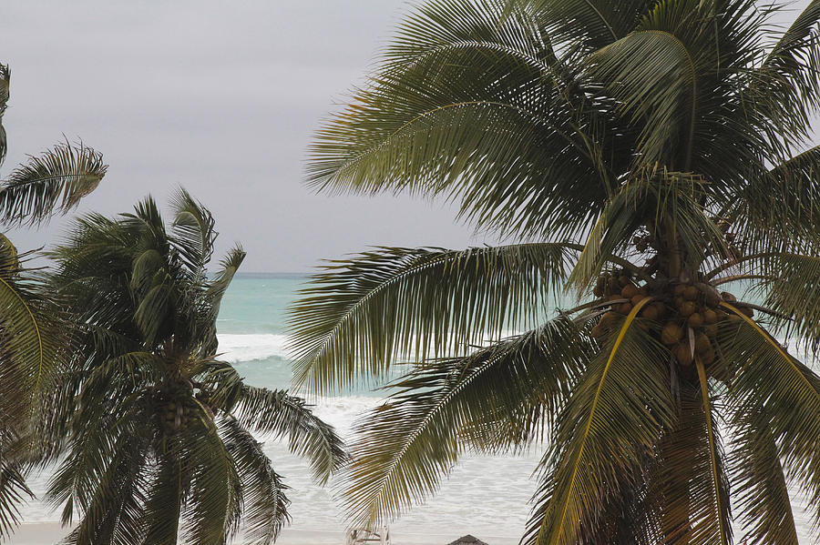 Palm trees by the ocean Photograph by Nick Mares