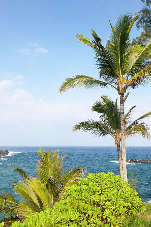 Palm Trees By The Sea, Maui Photograph by Michaelutech