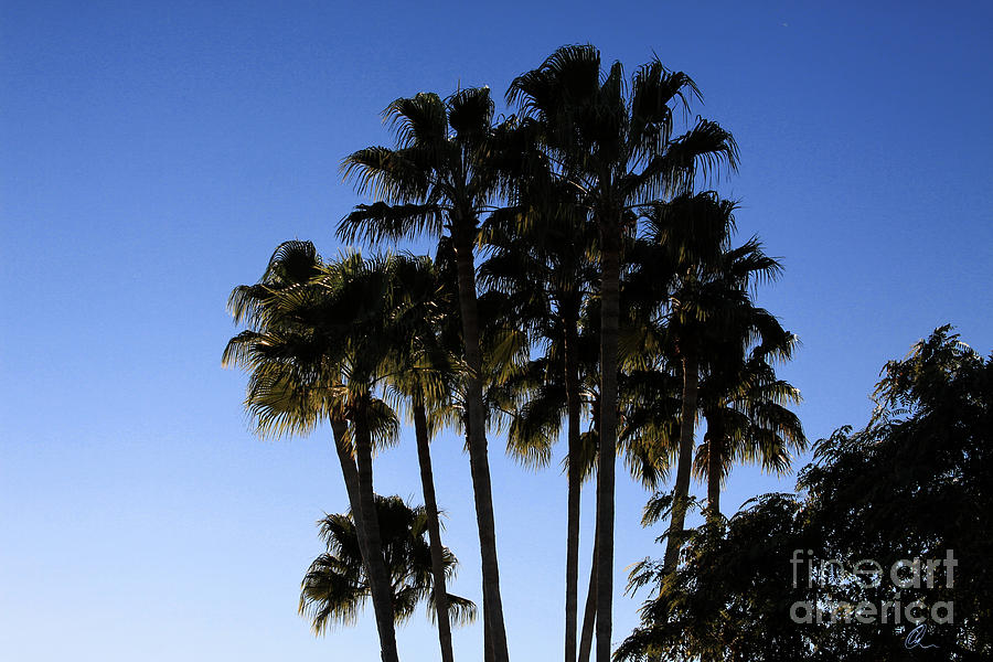Palm Trees Photograph by Chris Thomas