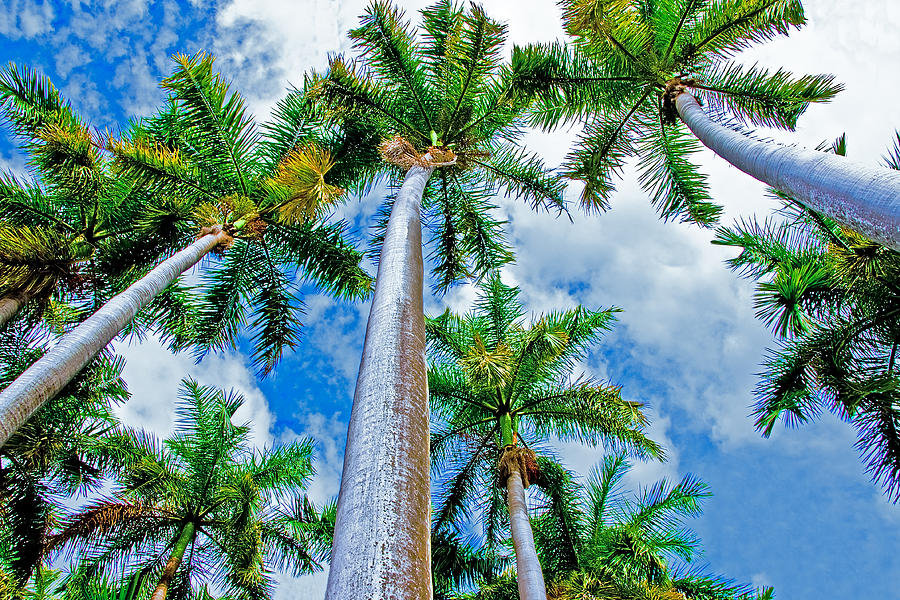 Palm trees Photograph by Dennis Cox