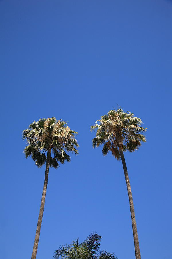 Palm Trees Photograph by Frank Romeo