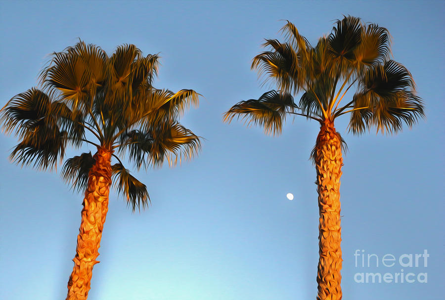 Palm Trees Photograph - Palm Trees by Gregory Dyer