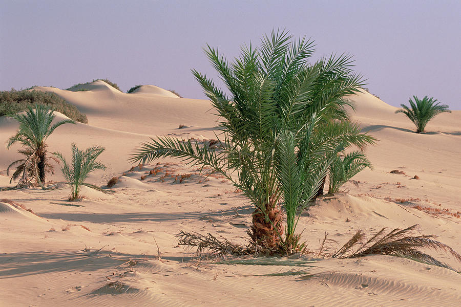 Palm Trees Growing Out Of Sand Photograph by Gerry Ellis