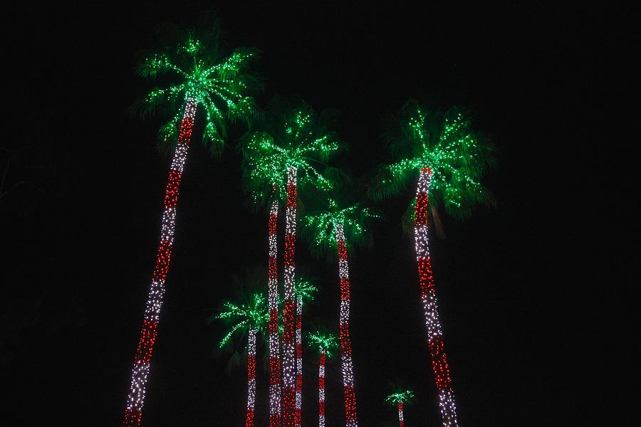 Palm trees illuminated at Christmas Photograph by Karol Franks