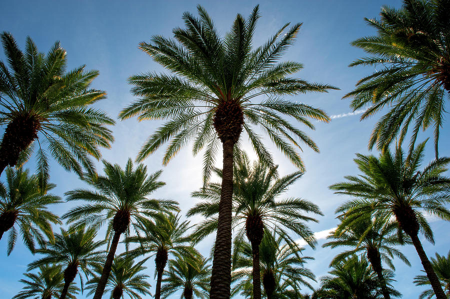 Palm Trees In A Date Farm Photograph by Thomas Winz