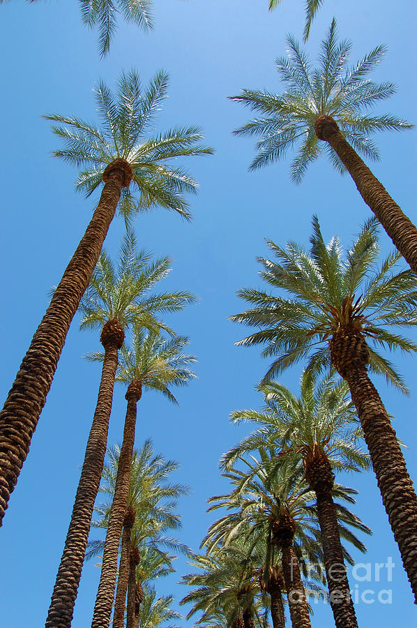 Palm Trees in a Row Photograph by Debra Thompson